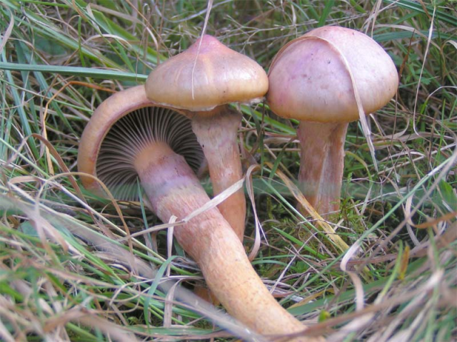 Мицелий Мокрухи пурпуровой / Мокруха слизистая (Chroogomphus rutilus)